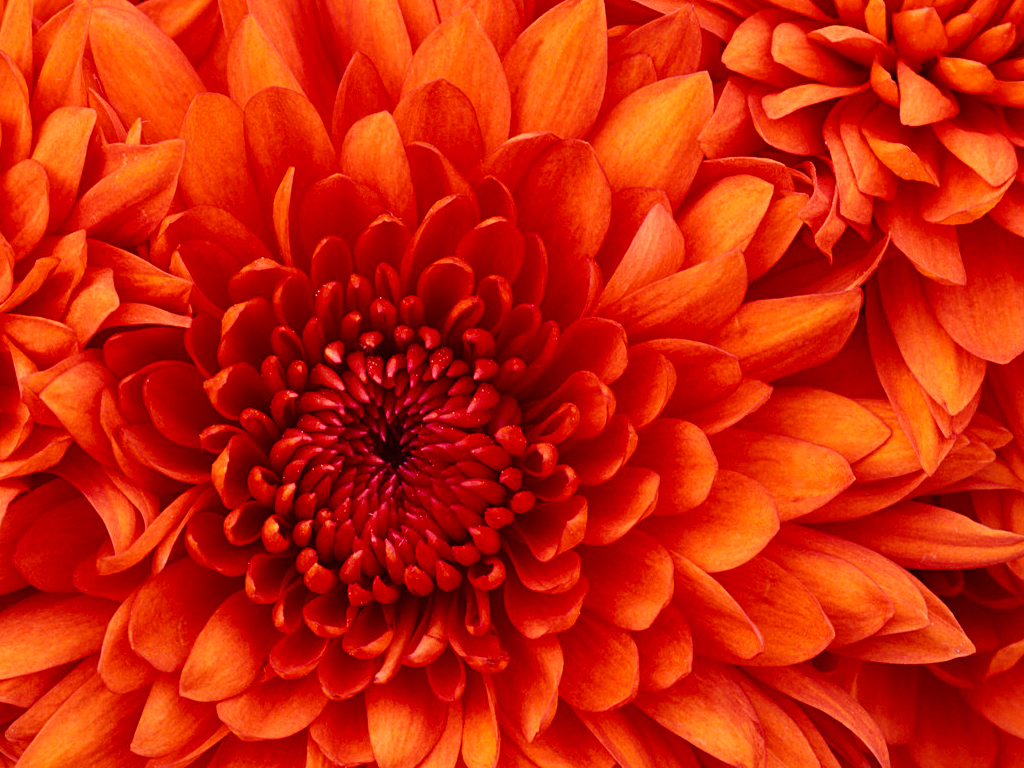 Chrysanthemum1