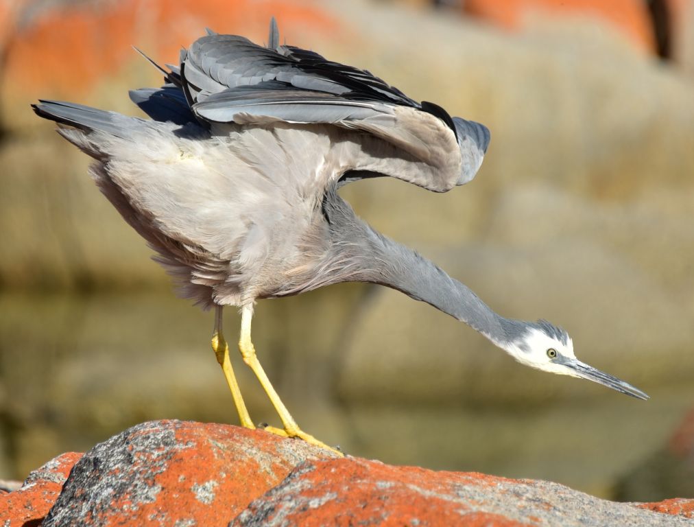 Crane