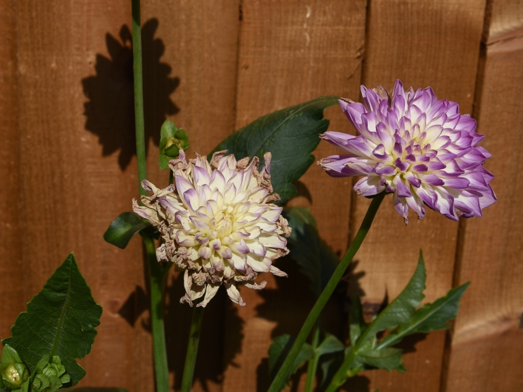 Dahlia