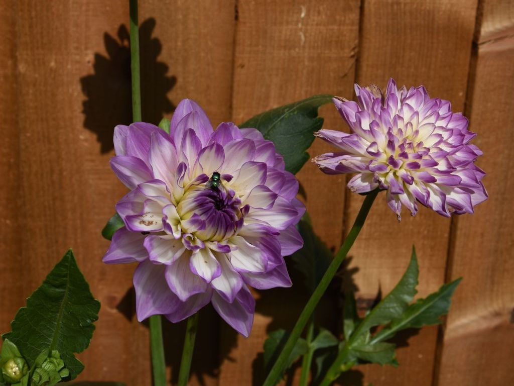 Dahlia