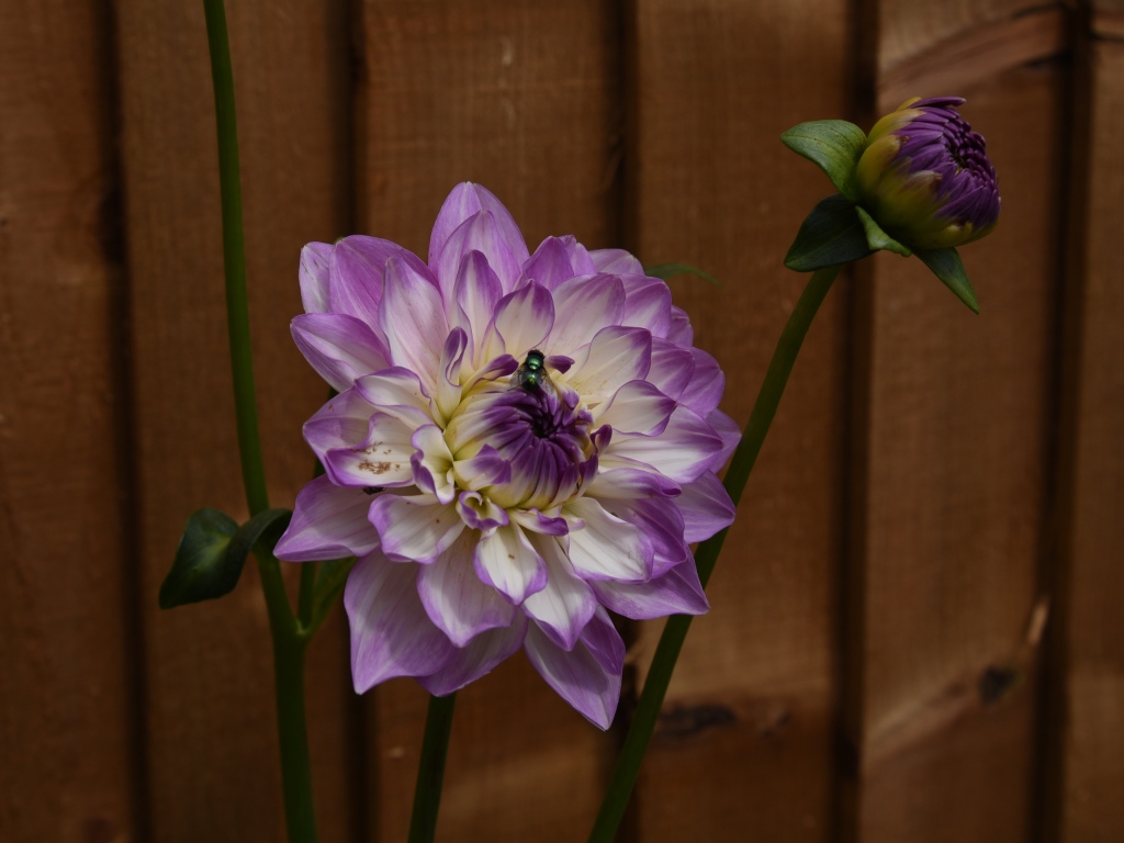 Dahlia