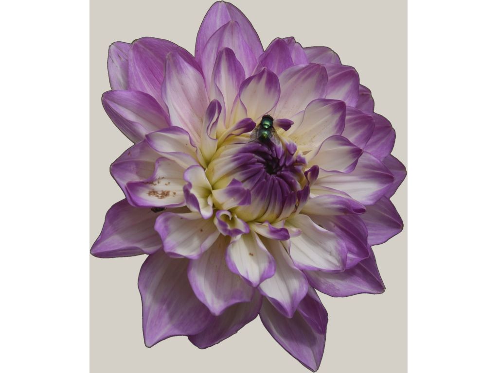 Dahlia
