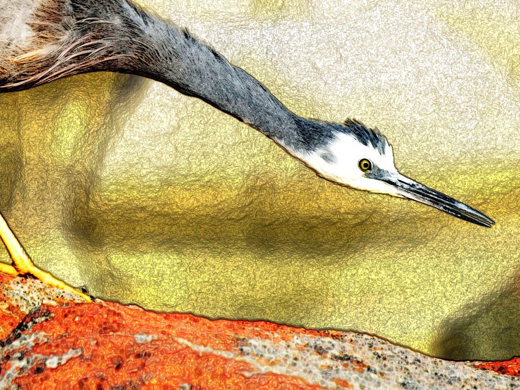 Heron
